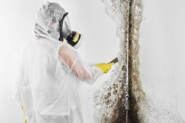 Best Attic Mold Removal  in Florence, AL